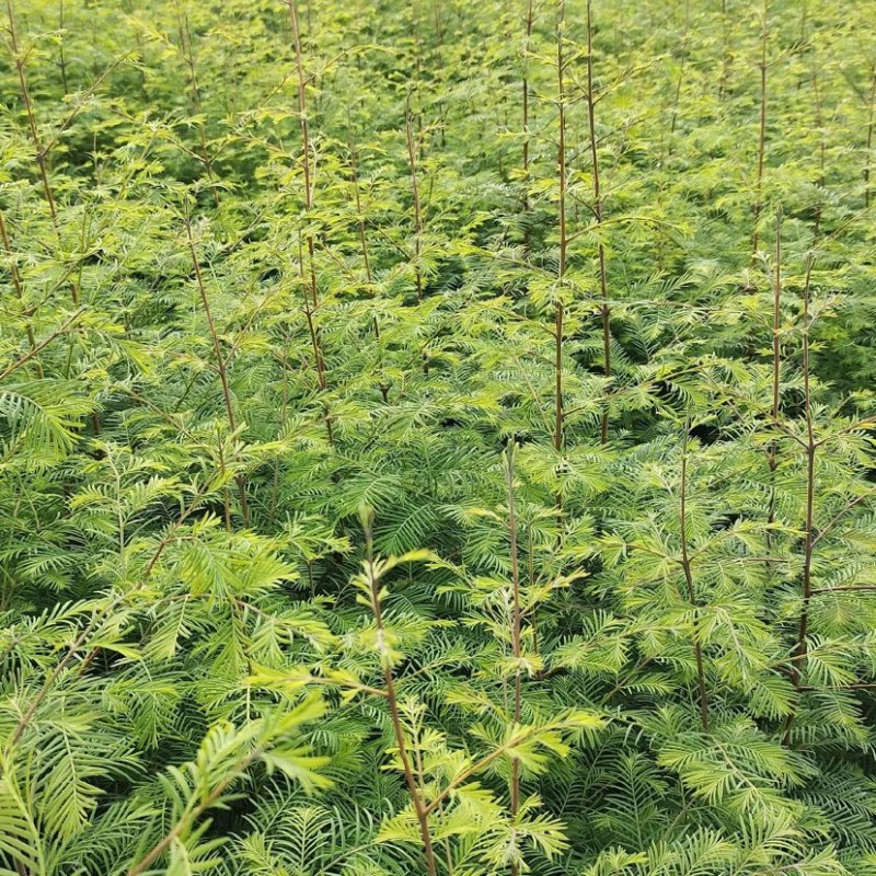 【杉树苗】湖北水衫苗大量供应品质保证免费提供技术