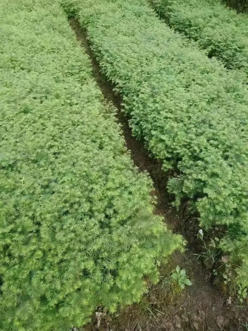 【杉树苗】湖北水衫苗大量供应品质保证免费提供技术