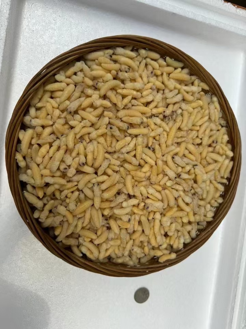 南丹县，精品蜂蛹一手货原大量供应，鲜货，冷冻货全部供应！