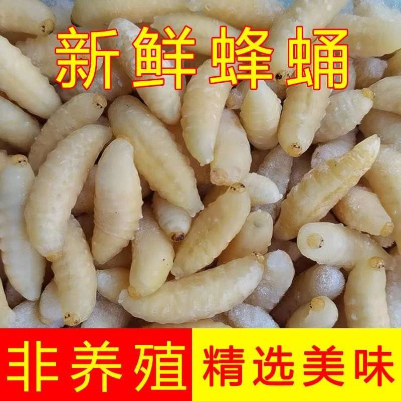 南丹县，精品蜂蛹一手货原大量供应，鲜货，冷冻货全部供应！