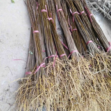 黄柏苗柏树苗苗圃直发提供技术支持量大从优