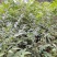 黄柏苗柏树苗苗圃直发提供技术支持量大从优
