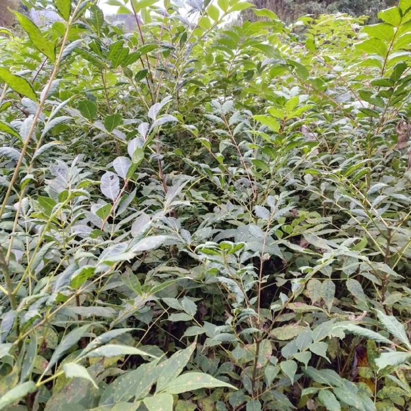 黄柏苗柏树苗苗圃直发提供技术支持量大从优