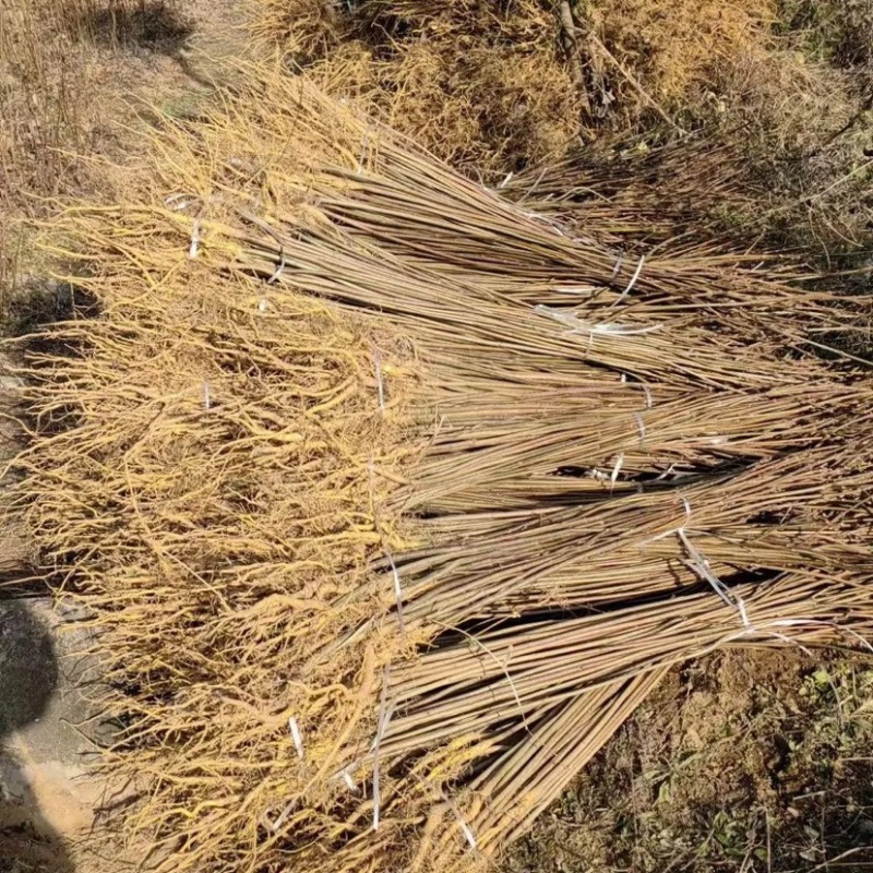 黄柏苗柏树苗苗圃直发提供技术支持量大从优