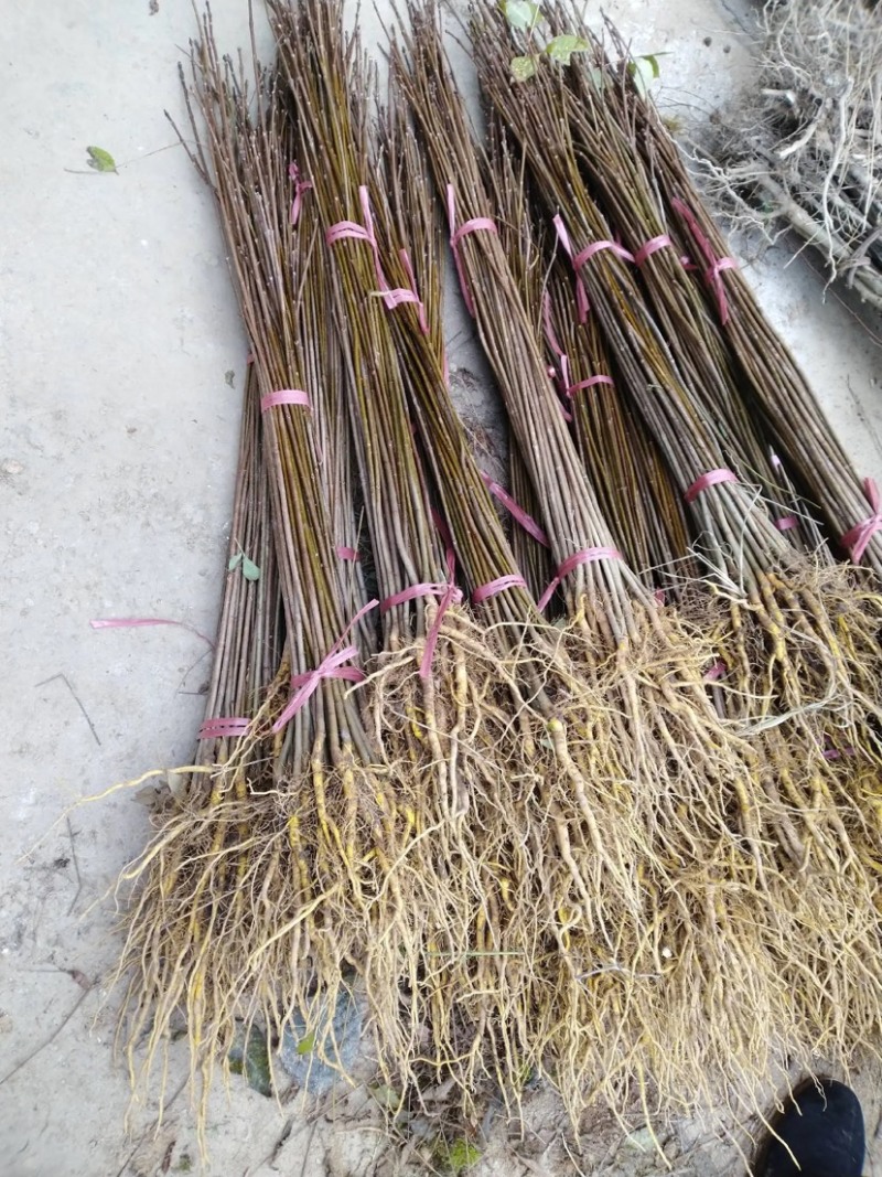 黄柏苗柏树苗苗圃直发提供技术支持量大从优