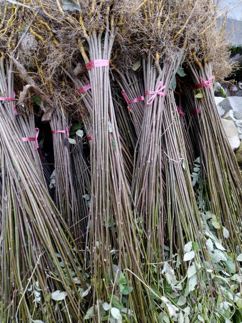 黄柏苗柏树苗苗圃直发提供技术支持量大从优