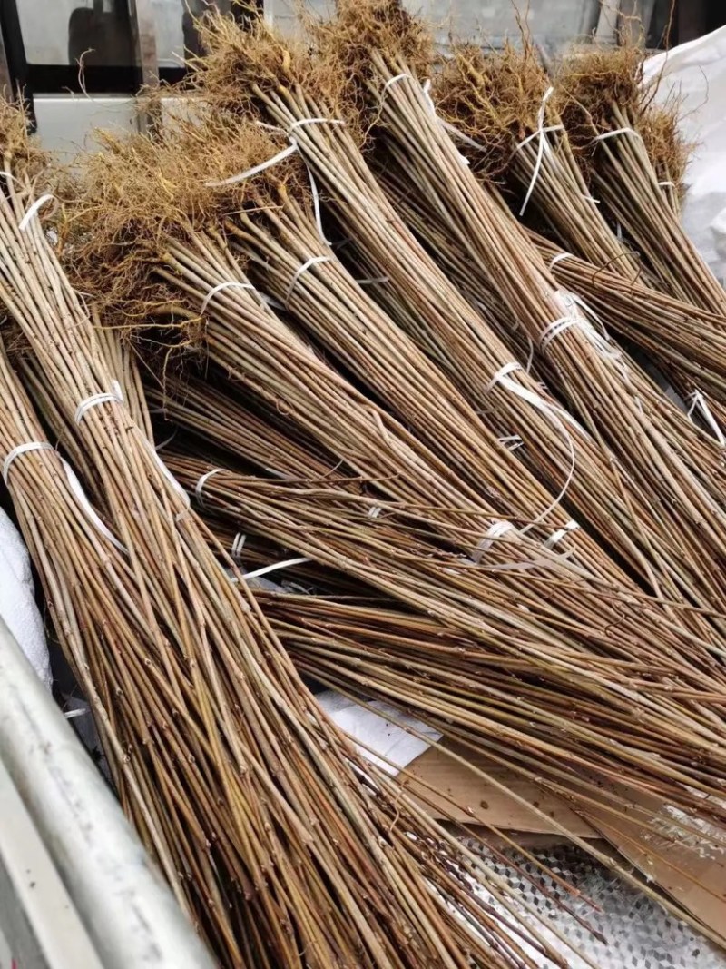 黄柏苗柏树苗苗圃直发提供技术支持量大从优