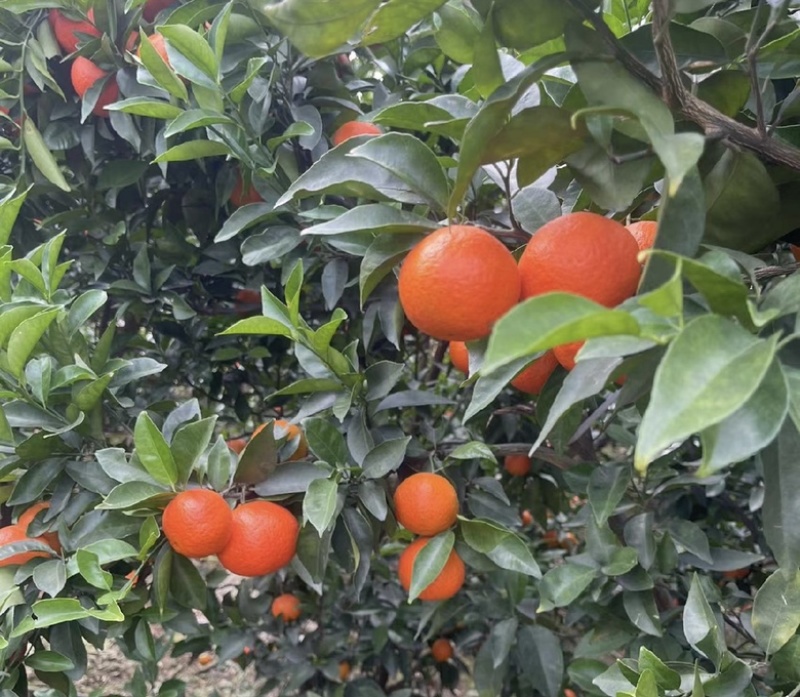 湖北东方红蜜橘香柑产地直发品质保证视频看货