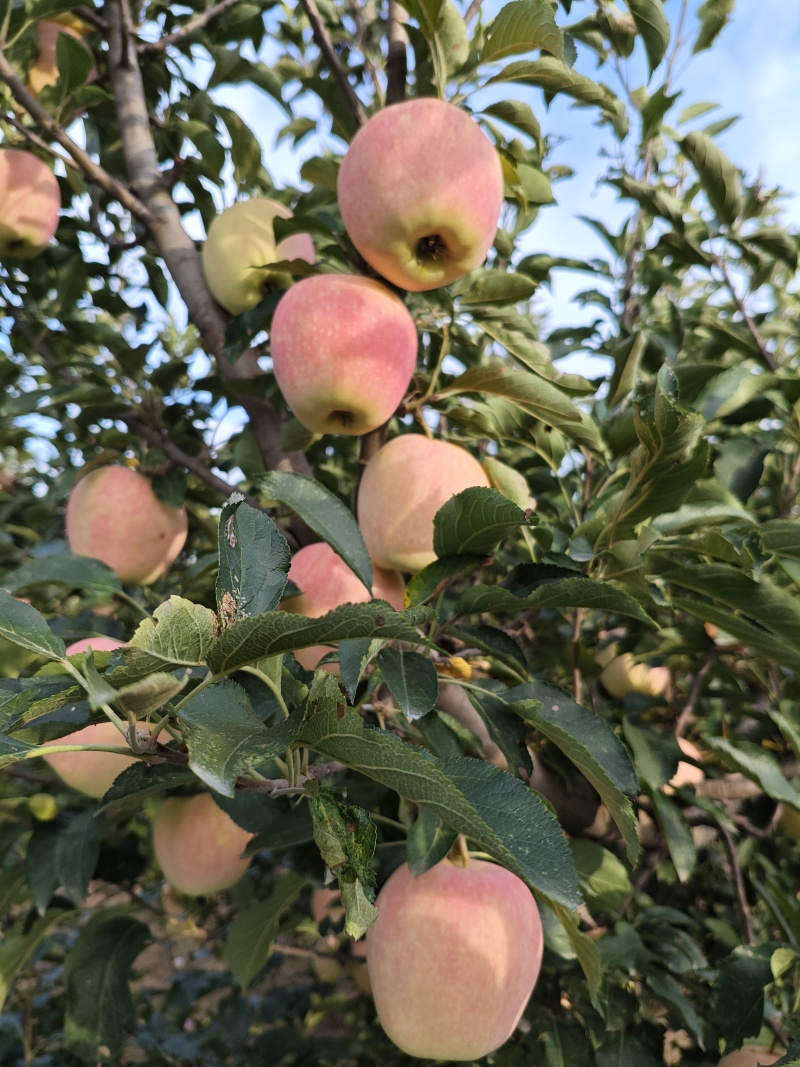 纸袋中秋王苹果