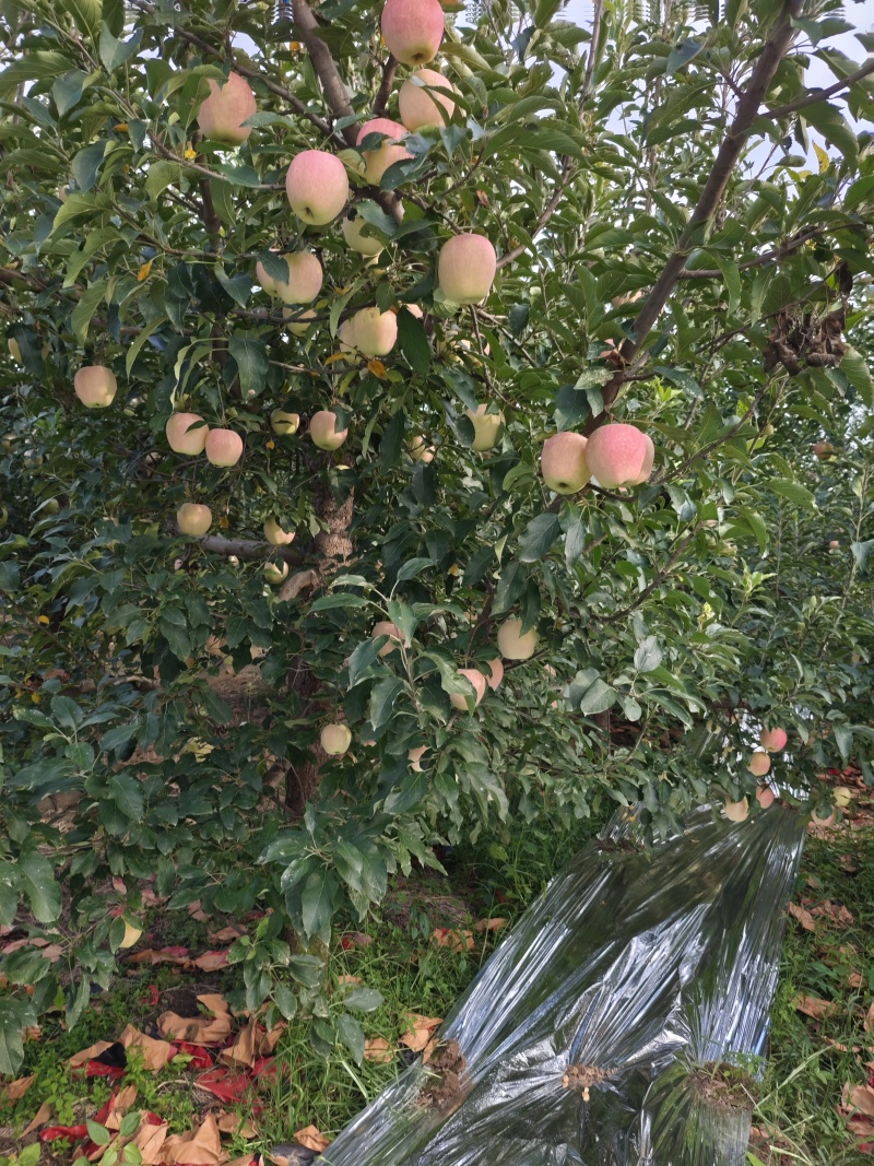 纸袋中秋王苹果