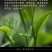 班章王生生茶老班章实惠批发云南茶王普洱茶古树口粮七子茶叶