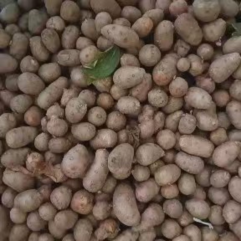 【实力推荐】山东山药/山药豆/对接电商批发市场加工厂