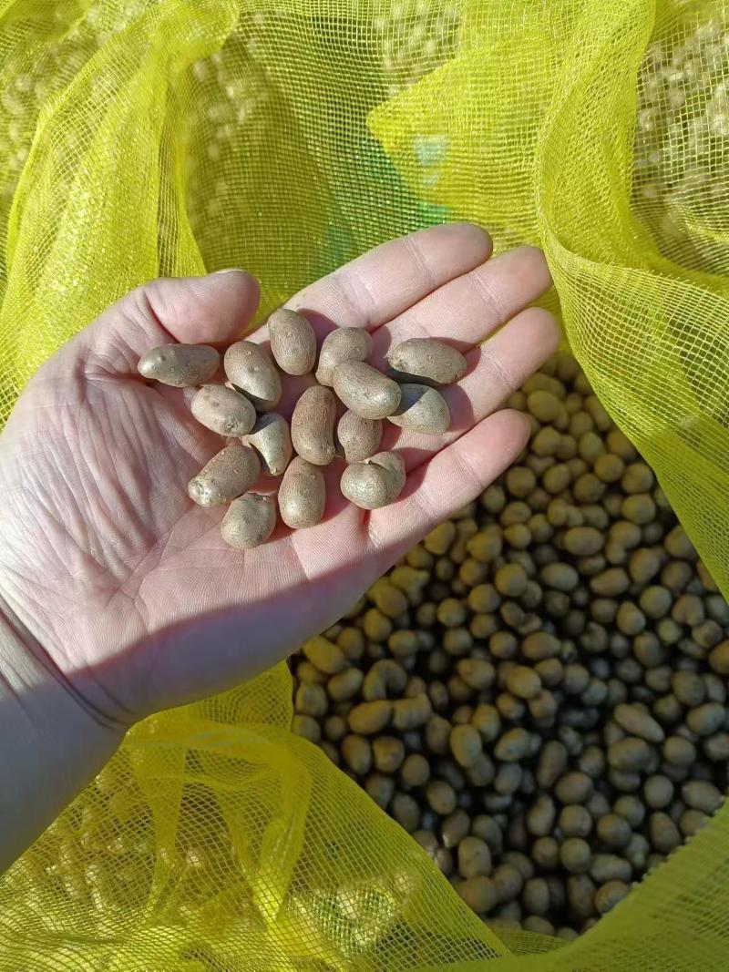 【实力推荐】山东山药/山药豆/对接电商批发市场加工厂