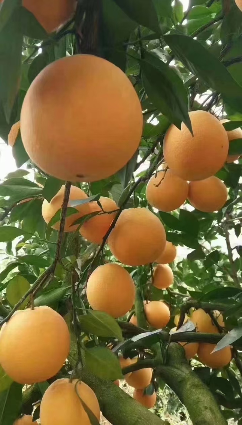 【精选】江西赣南脐橙量大从优保质保量现摘现发对接全国