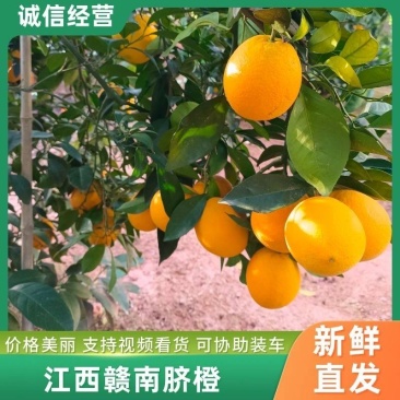 【精选】江西赣南脐橙量大从优保质保量现摘现发对接全国