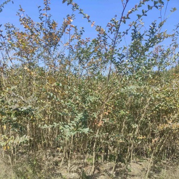 紫薇苗湖北紫薇苗量大从优提供技术品质保证
