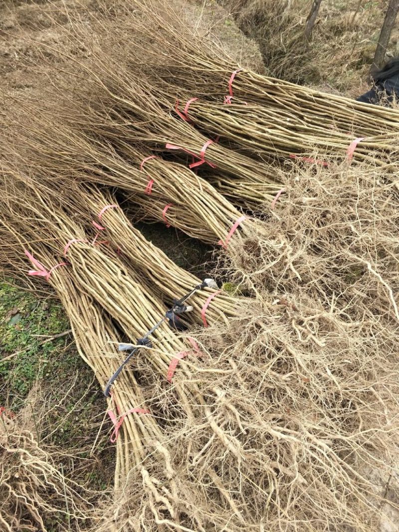 紫薇苗湖北紫薇苗量大从优提供技术品质保证