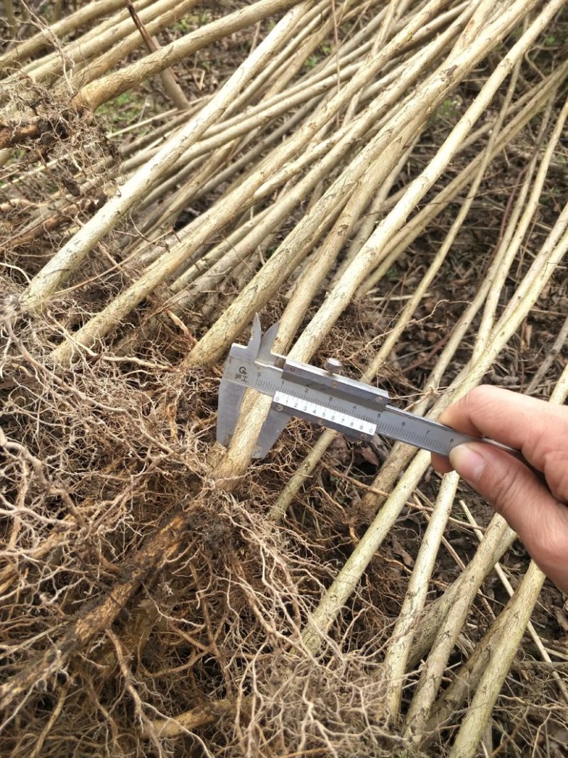 紫薇苗湖北紫薇苗量大从优提供技术品质保证