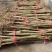 紫薇苗湖北紫薇苗量大从优提供技术品质保证