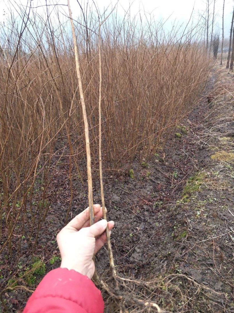 紫薇苗湖北紫薇苗量大从优提供技术品质保证