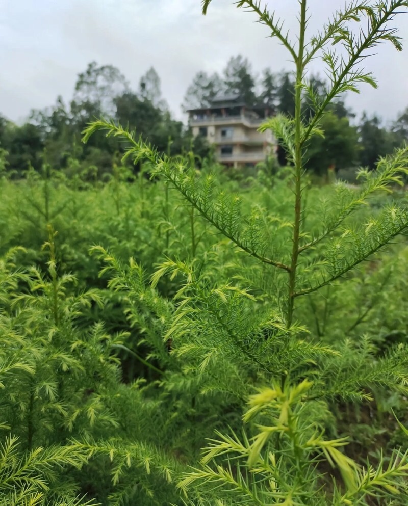 【杉树苗】柳杉苗苗场直发假一倍十品质保证