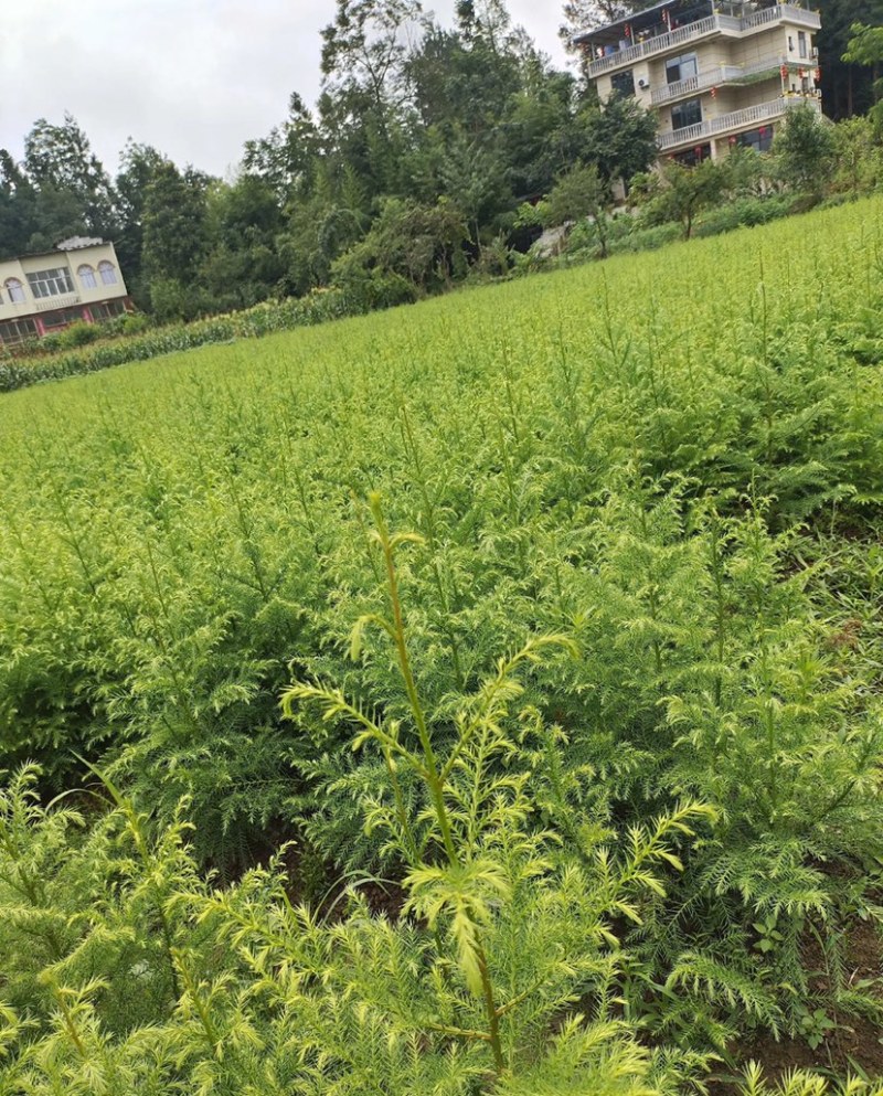 【杉树苗】柳杉苗苗场直发假一倍十品质保证