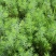【柏木苗】柏树湖北柏木苗场直发量大从优欢迎咨询