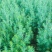 【柏木苗】柏树湖北柏木苗场直发量大从优欢迎咨询