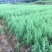 【柏木苗】柏树湖北柏木苗场直发量大从优欢迎咨询