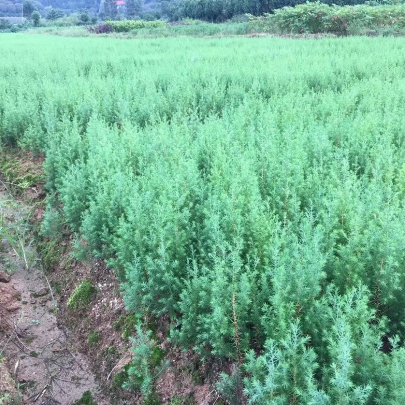 【柏木苗】柏树湖北柏木苗场直发量大从优欢迎咨询