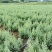 【柏木苗】柏树湖北柏木苗场直发量大从优欢迎咨询