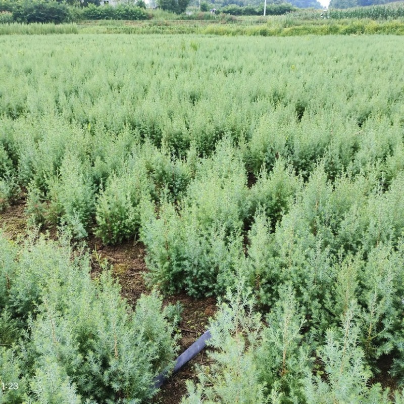 【柏木苗】柏树湖北柏木苗场直发量大从优欢迎咨询
