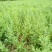 【柏木苗】柏树湖北柏木苗场直发量大从优欢迎咨询