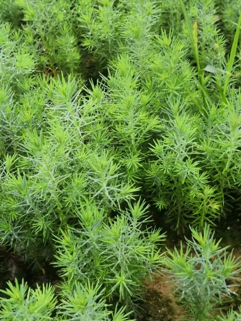 【柏木苗】柏树湖北柏木苗场直发量大从优欢迎咨询