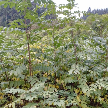 槐树苗湖北刺槐苗大量供应提供技术假一倍十欢迎下单