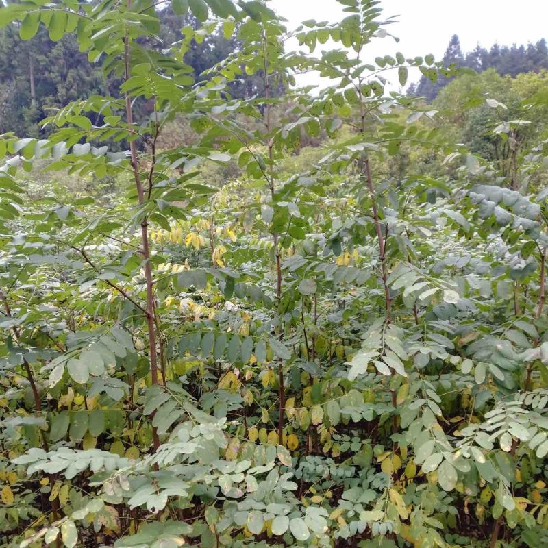 槐树苗湖北刺槐苗大量供应提供技术假一倍十欢迎下单