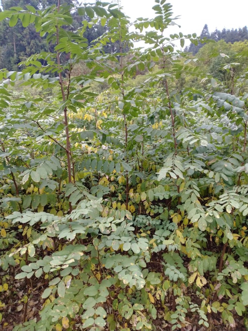槐树苗湖北刺槐苗大量供应提供技术假一倍十欢迎下单
