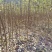 槐树苗湖北刺槐苗大量供应提供技术假一倍十欢迎下单