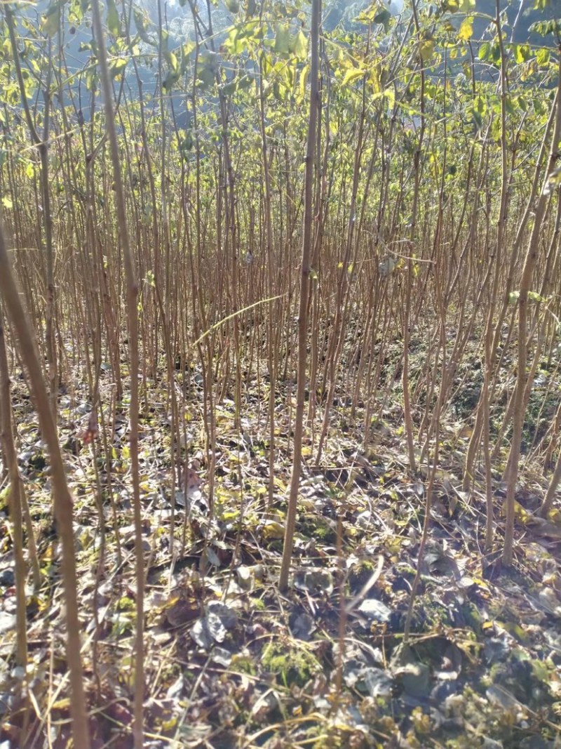 槐树苗湖北刺槐苗大量供应提供技术假一倍十欢迎下单