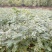 槐树苗湖北刺槐苗大量供应提供技术假一倍十欢迎下单