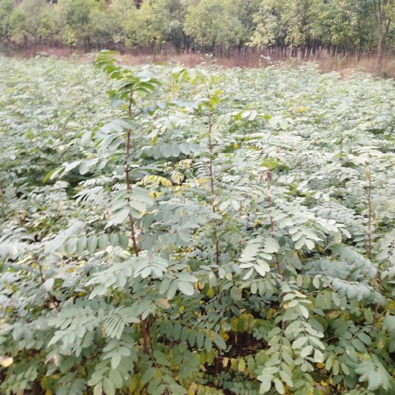 槐树苗湖北刺槐苗大量供应提供技术假一倍十欢迎下单