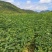 槐树苗湖北刺槐苗大量供应提供技术假一倍十欢迎下单