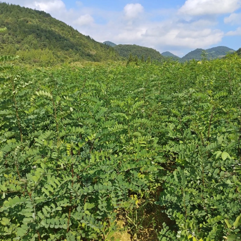 槐树苗湖北刺槐苗大量供应提供技术假一倍十欢迎下单