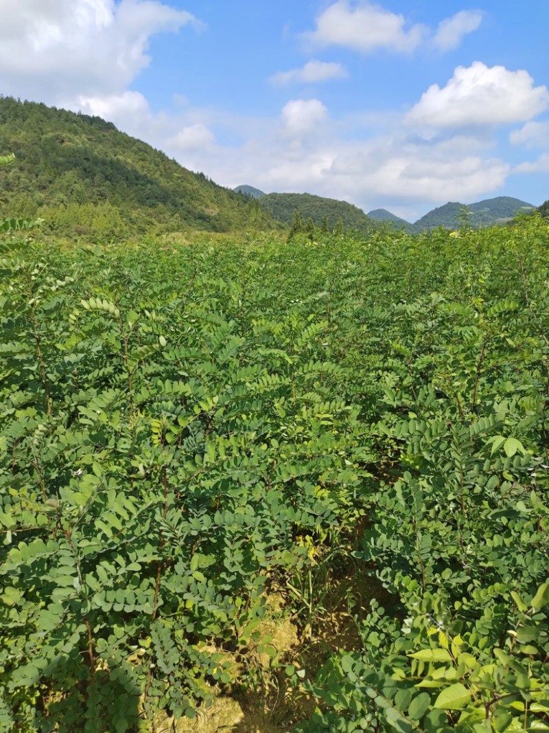 槐树苗湖北刺槐苗大量供应提供技术假一倍十欢迎下单