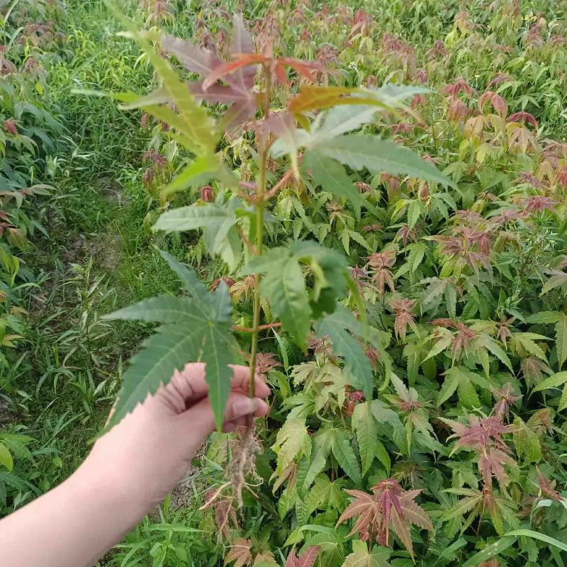 【枫树】青枫青枫苗苗圃直发量大从优提供技术支持