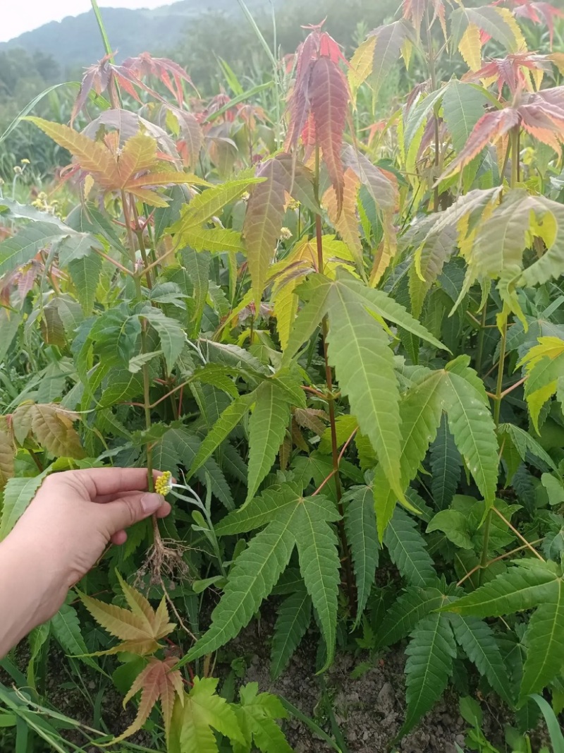 【枫树】青枫青枫苗苗圃直发量大从优提供技术支持