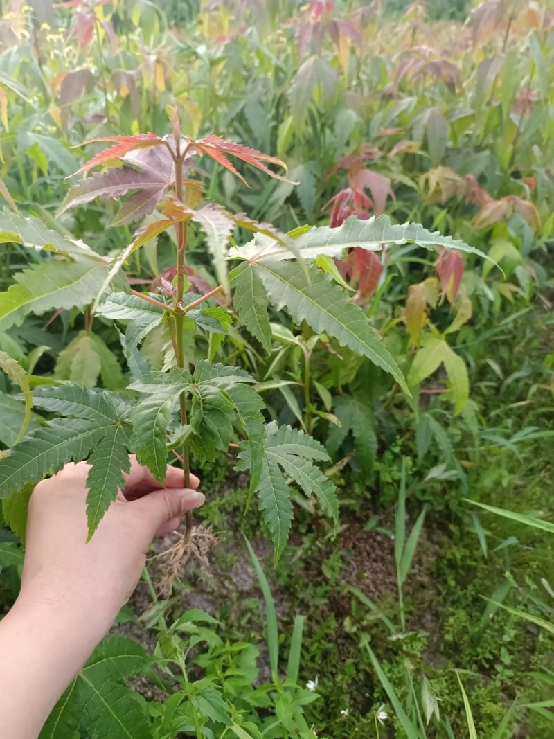 【枫树】青枫青枫苗苗圃直发量大从优提供技术支持