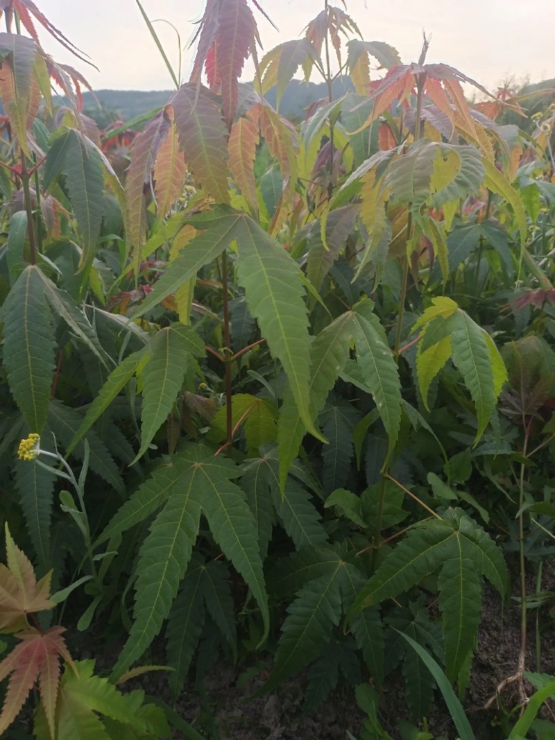 【枫树】青枫青枫苗苗圃直发量大从优提供技术支持