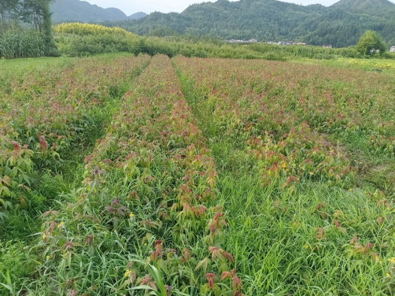 【枫树】青枫青枫苗苗圃直发量大从优提供技术支持