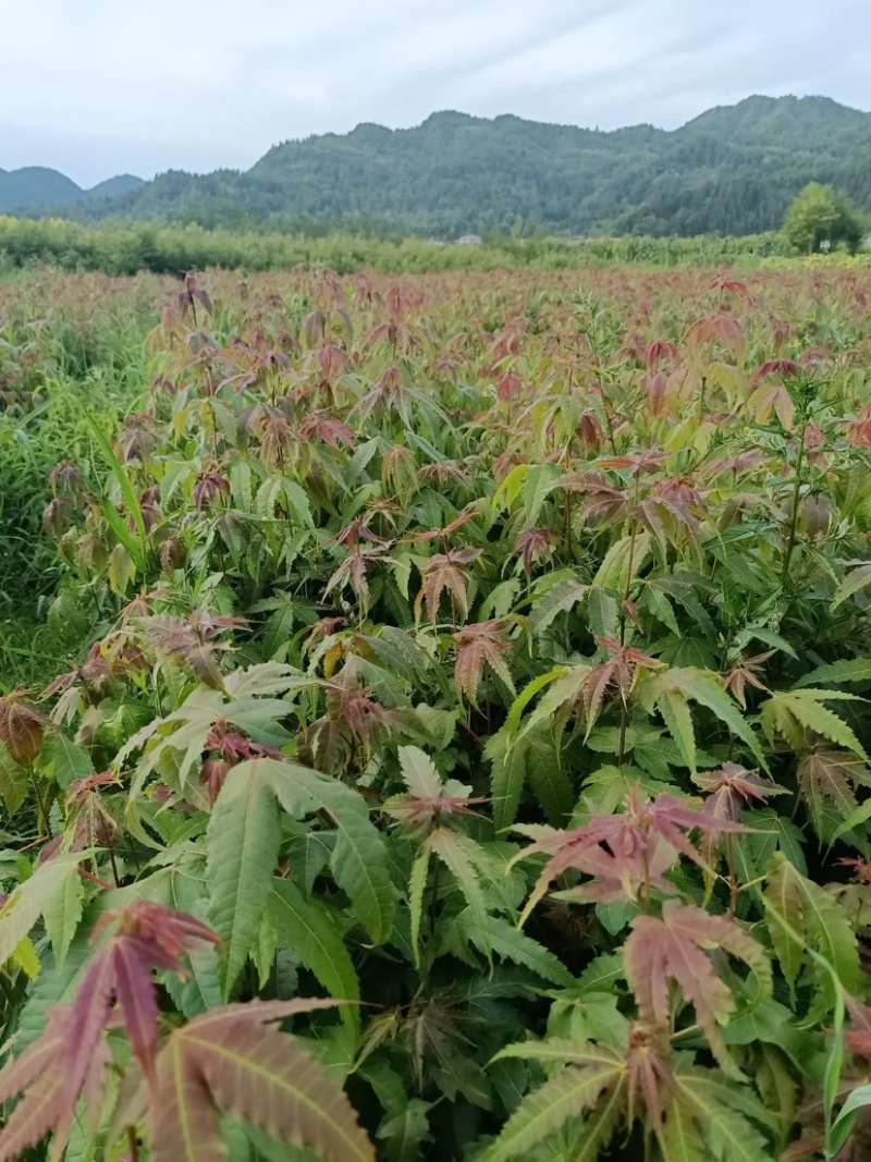 【枫树】青枫青枫苗苗圃直发量大从优提供技术支持